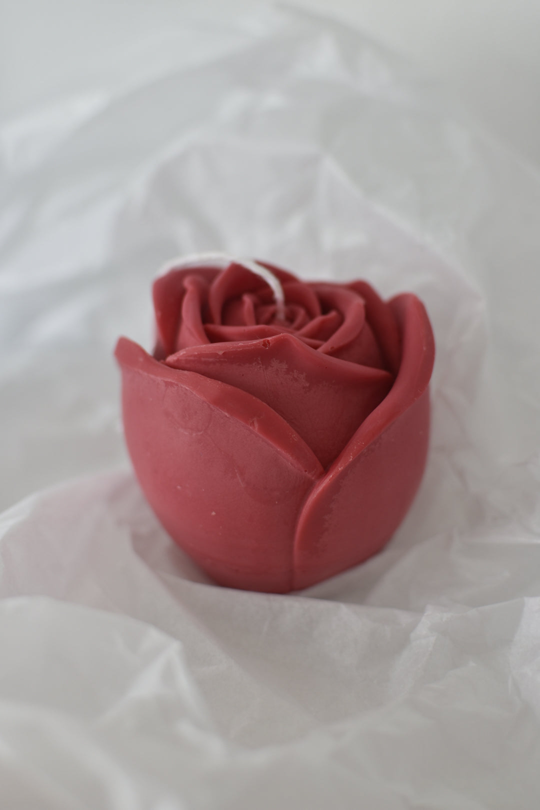 Rosa vela L