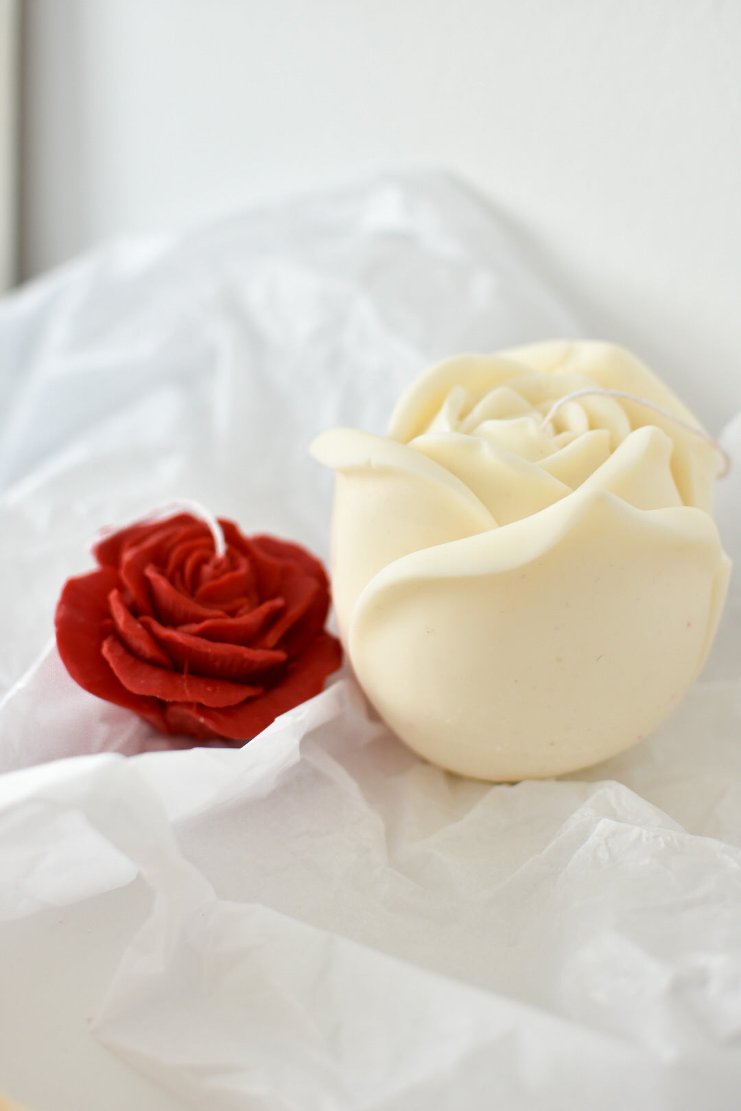 Rosa vela L