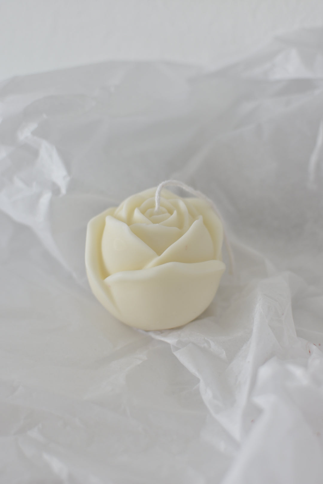 Rosa vela S