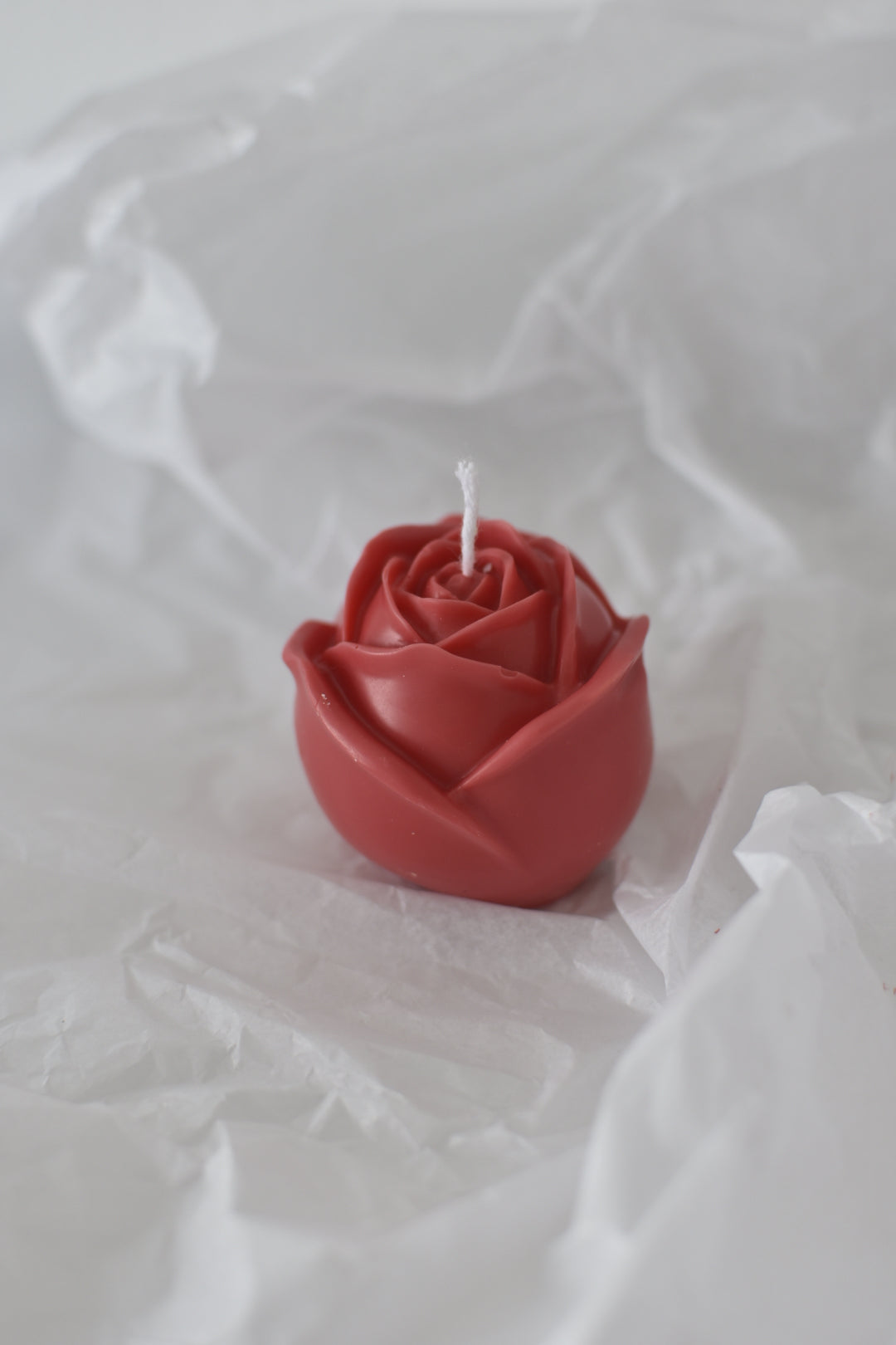 Rosa vela S