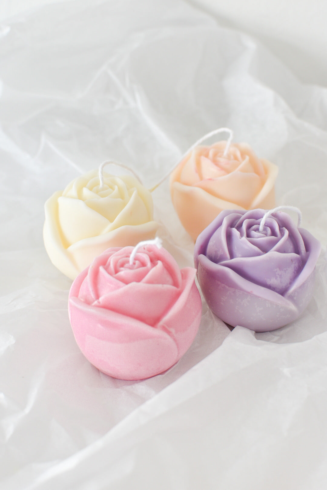 Rosa vela S